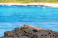 Marine Iguana on Rocks Royalty Free Stock Photo