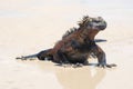 Marine Iguana running on beach GalÃÂ¡pagos Islands