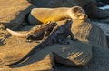 Marine Iguana and Sea Lion, Galapagos, Ecuador