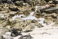 A Marine Iguana & Sea Lion