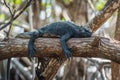 Marine iguana sleeping on mangrove tree branch Royalty Free Stock Photo