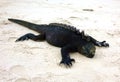 Marine iguana Royalty Free Stock Photo