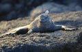 Marine Iguana at sunset Amblyrhynchus cristatus, Punta Espinosa, Fernandina Island, Galapagos Islands Royalty Free Stock Photo