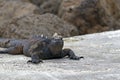 Famous Marine Iguana Royalty Free Stock Photo