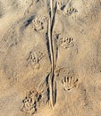 Marine Iguana Tracks in Sand, Galapagos Islands Royalty Free Stock Photo