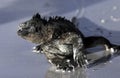 Marine iguana walking along sandy beach Royalty Free Stock Photo