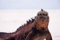 Marine iguana on white beach.