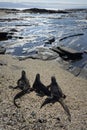 Marine Iguanas Amblyrhynchus cristatus on a sandy beach, Puerto Egas, Santiago Island, Galapagos Islands Royalty Free Stock Photo