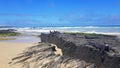 Marine iguanas basking in the sun at the beach on the island of Isabela, Galapagos archipelago.