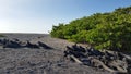 Marine Iguanas basking in the sun on black stones, Fernandina, Galapagos