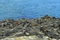 Marine Iguanas basking in the sun on black stones, Fernandina, Galapagos Royalty Free Stock Photo