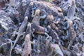 Marine iguanas endemic to the Galapagos islands, Ecuador Royalty Free Stock Photo