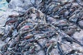 Marine iguanas on Espanola Island, Galapagos National park, Ecuador