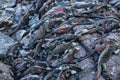 Marine iguanas on Espanola Island, Galapagos National park, Ecuador