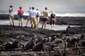 Marine iguanas in Fernandina island, Galapagos Royalty Free Stock Photo