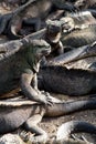 Marine iguanas in Fernandina island, Galapagos Royalty Free Stock Photo