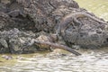 Marine Iguanas Fighting For Dominance Royalty Free Stock Photo