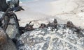 Marine Iguanas, Galapagos Islands, Ecuador