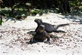 Marine Iguanas, Galapagos Islands, Ecuador Royalty Free Stock Photo