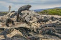 Marine Iguanas huddle on old mangrove stump, Fernandina, Galapagos Royalty Free Stock Photo