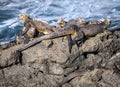 Marine iguanas laze in the afternoon sun on Isla Santiago, Galapagos, Ecuador