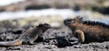 Marine iguanas are sitting on rocks. The Galapagos Islands. Pacific Ocean. Ecuador. Royalty Free Stock Photo