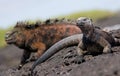 Marine iguanas are sitting on rocks. The Galapagos Islands. Pacific Ocean. Ecuador. Royalty Free Stock Photo