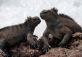 Marine iguanas are sitting on rocks. The Galapagos Islands. Pacific Ocean. Ecuador. Royalty Free Stock Photo