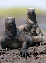 Marine iguanas are sitting on rocks. The Galapagos Islands. Pacific Ocean. Ecuador. Royalty Free Stock Photo