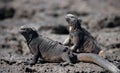 Marine iguanas are sitting on rocks. The Galapagos Islands. Pacific Ocean. Ecuador. Royalty Free Stock Photo