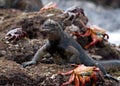 Marine iguanas are sitting on the stones together with crabs. The Galapagos Islands. Pacific Ocean. Ecuador. Royalty Free Stock Photo