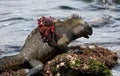 Marine iguanas are sitting on the stones together with crabs. The Galapagos Islands. Pacific Ocean. Ecuador. Royalty Free Stock Photo