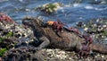 Marine iguanas are sitting on the stones together with crabs. The Galapagos Islands. Pacific Ocean. Ecuador. Royalty Free Stock Photo