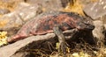 Marine Iguanas sunbathing in Galapagos Island. Royalty Free Stock Photo