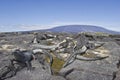 Marine iguanas and volcano Royalty Free Stock Photo