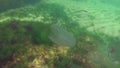 Marine invasions jellyfish ctenophora Mnemiopsis Mnemiopsis leidyi. Black Sea.