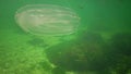 Marine invasions jellyfish ctenophora Mnemiopsis Mnemiopsis leidyi. Black Sea.