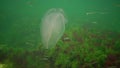 Marine invasions jellyfish ctenophora Mnemiopsis Mnemiopsis leidyi. Black Sea.