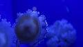 Marine invertebrates known as jellyfish swim in a blue tank