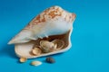 Marine layout. Many small shells lie inside a large white shell on a blue background Royalty Free Stock Photo