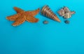 Marine layout. Starfish and four shells on a blue background