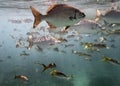 Marine life in Atlantic Ocean on Cuban coast