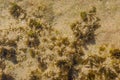 Marine life background, Seaweed plants under transparent water surface