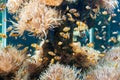 Marine life - clownfish