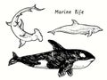 Marine life collection. Great Hummerhead shark, Killer whale Orca, Bottlenose dolphin side view. Ink black and white doodle Royalty Free Stock Photo