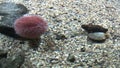 Marine life - Echinus - Red Sea Urchins