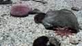 Marine life - Echinus - Red Sea Urchins