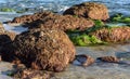 Marine life encrusted on exposed boulders at low tide in Laguna Beach, California. Royalty Free Stock Photo