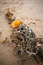 marine life endangerment from discarded fishing nets Royalty Free Stock Photo