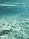 Marine Fish and Corals Beneath the Ocean Surface Royalty Free Stock Photo